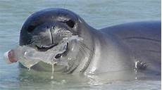 Plastic Seal