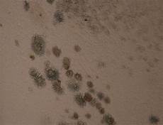 Stachybotrys Mold