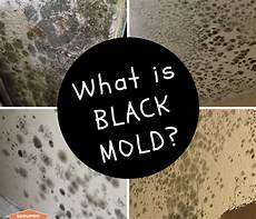 Stachybotrys Mold