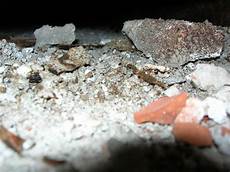 Stachybotrys Mold