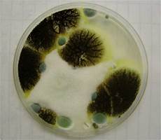 Stachybotrys