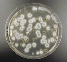 Stachybotrys