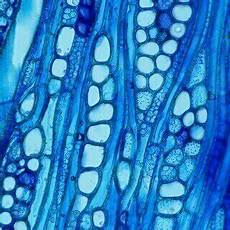 Tissue