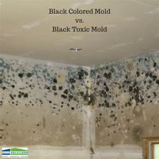 Toxic Black Mold