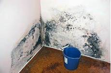 Toxic Black Mold