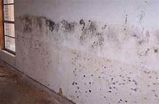 Toxic Mold