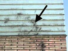 Toxic Mold