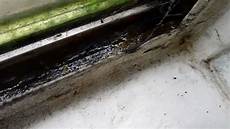Toxic Mold