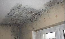 Toxic Mould