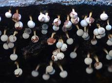 White Mould