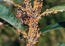 White Mould