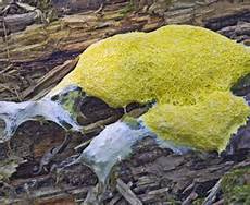 Yellow Mold