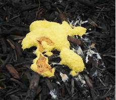 Yellow Mold